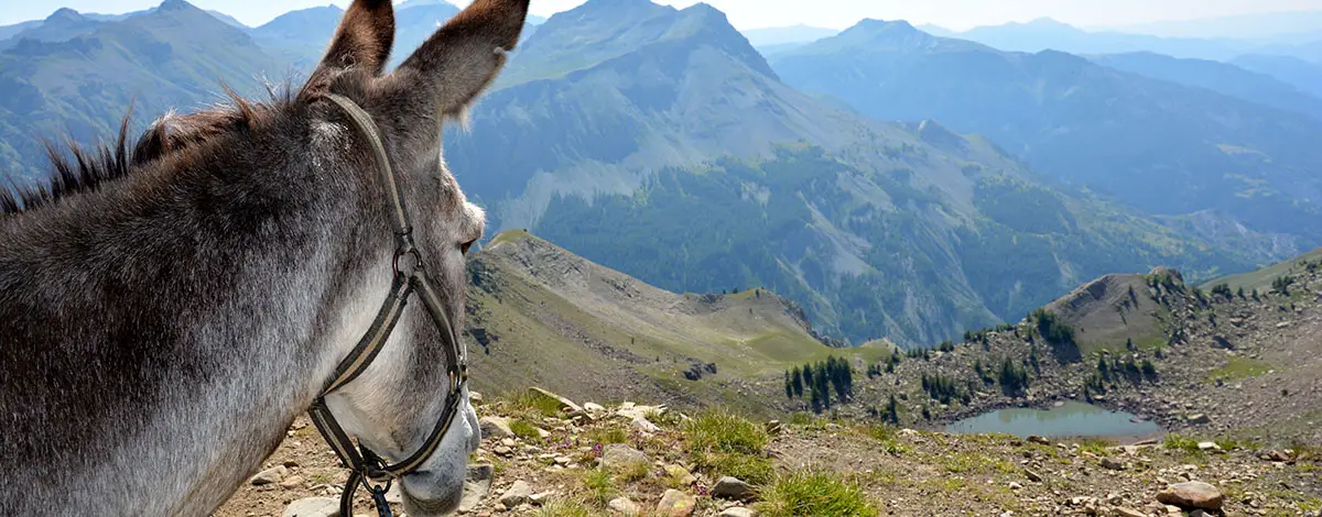 Weitwandern mit Esel-Provence-Südfrankreich