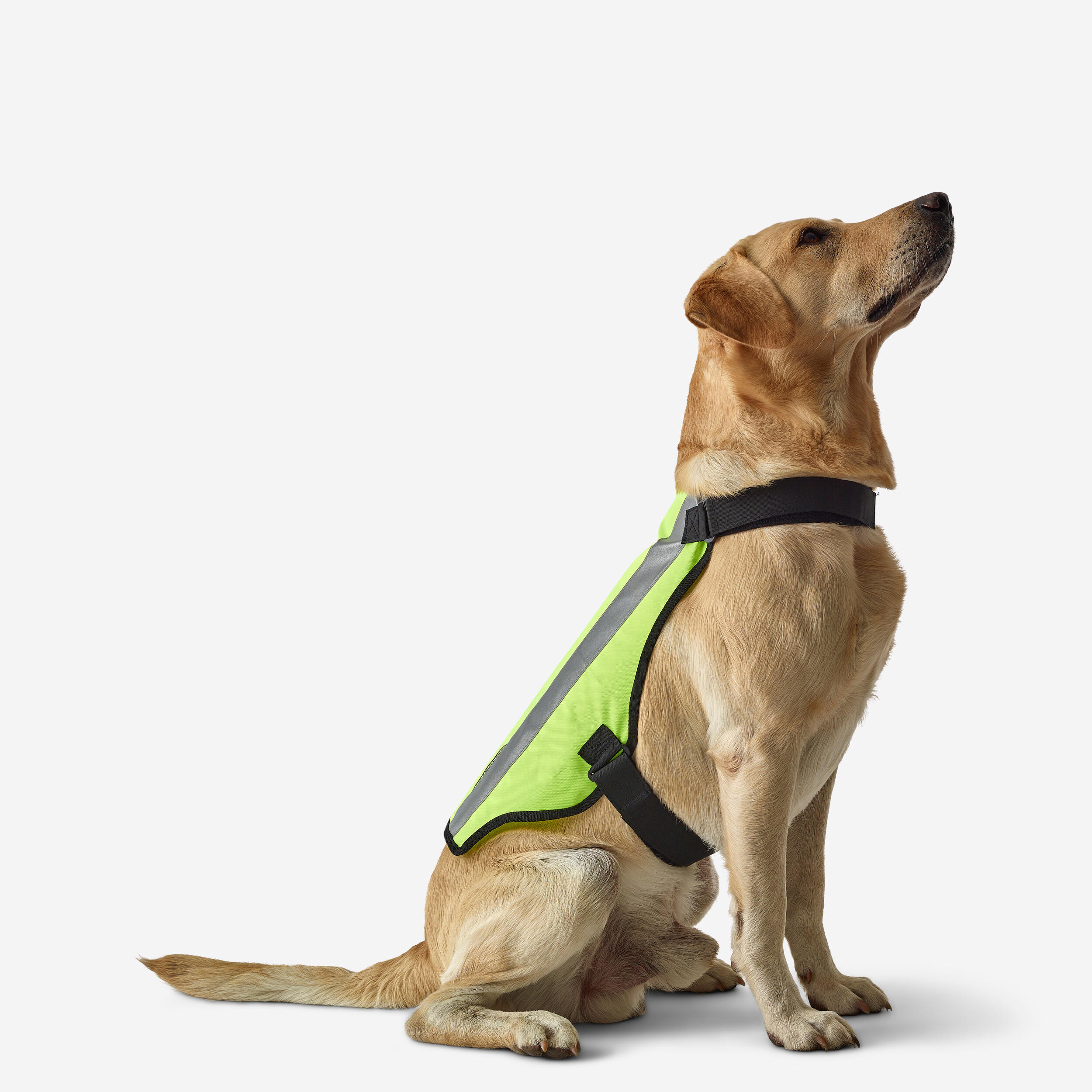 Hundeweste 100 gelb