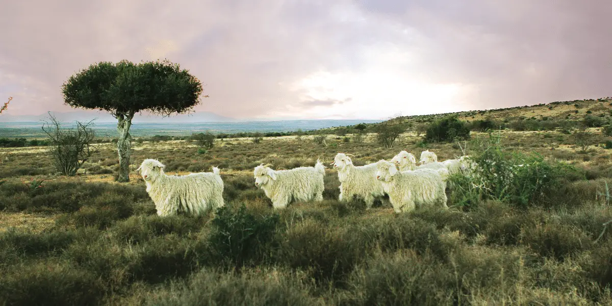 03_Mohair die Wolle der Angoraziege eignet sich ideal zur Herstellung von Steigfellen_Contour_min