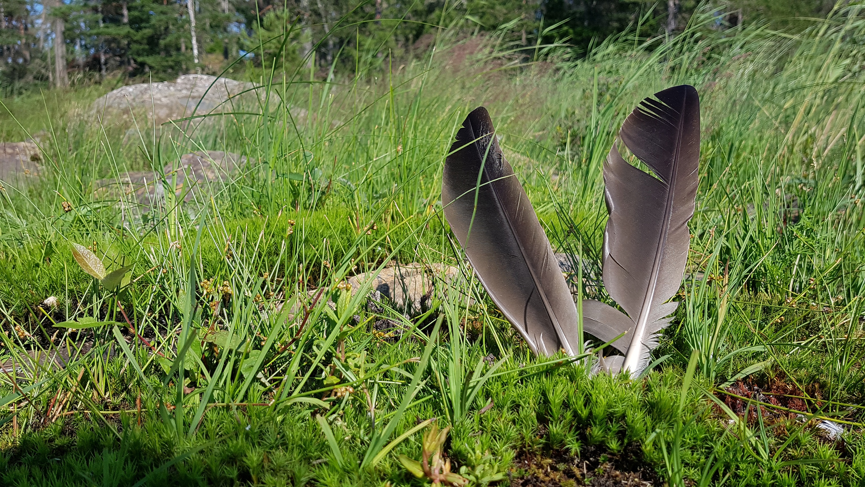 unberührte Natur in Schweden