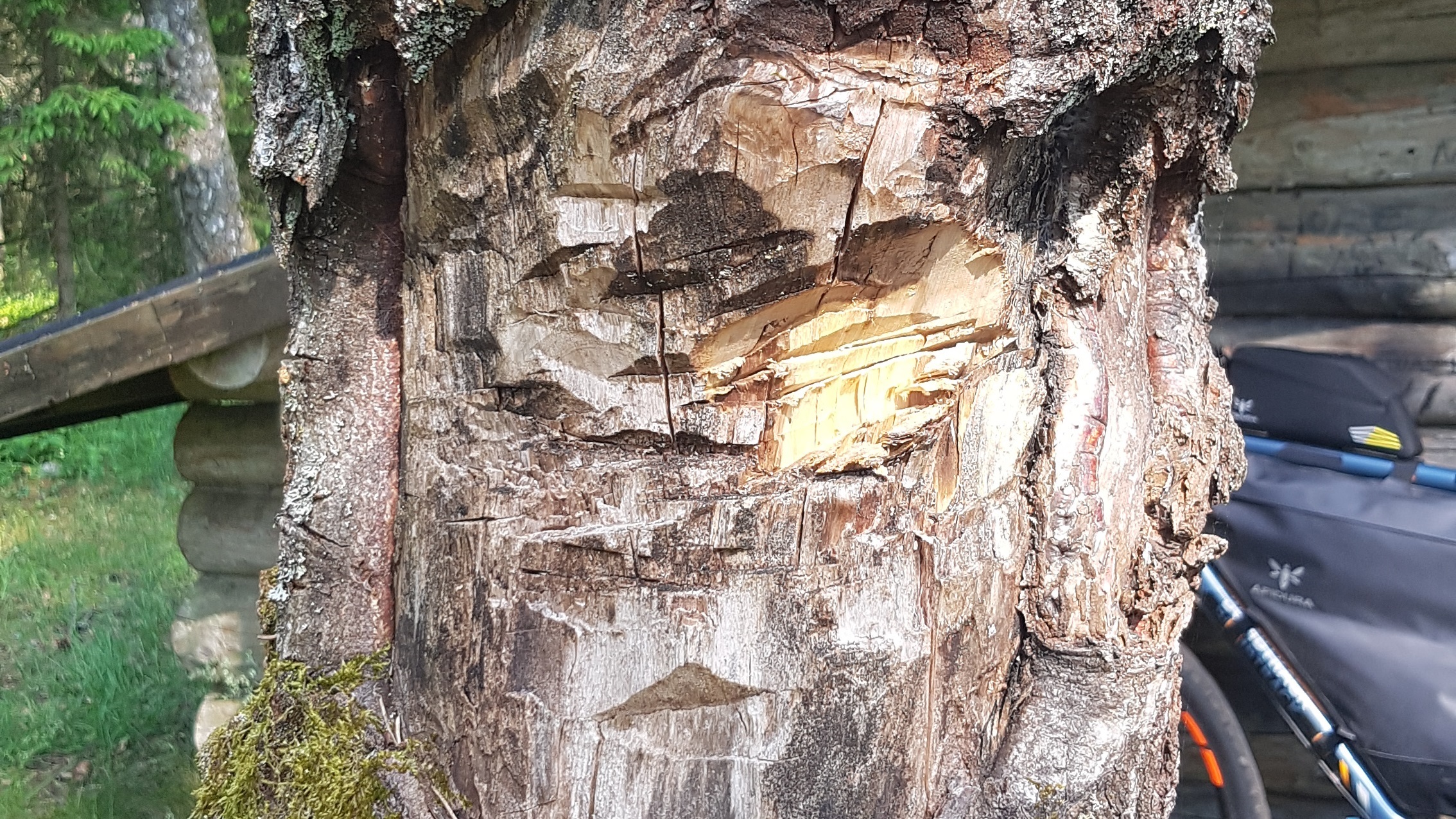 angehackte Birke direkt neben der Schutzhütte