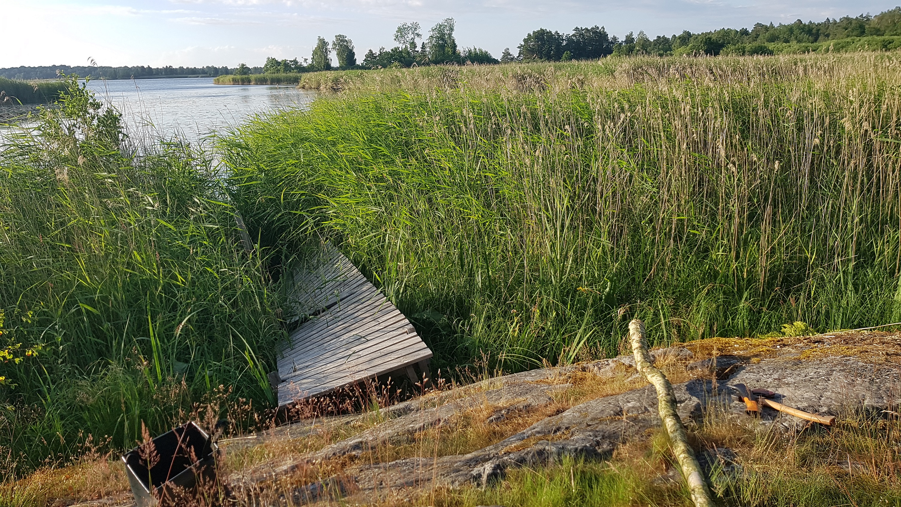 ein eingebrochener Steg im Schilf