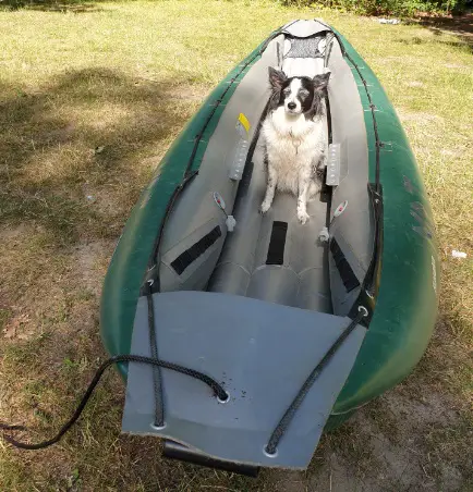 Hund im Boot