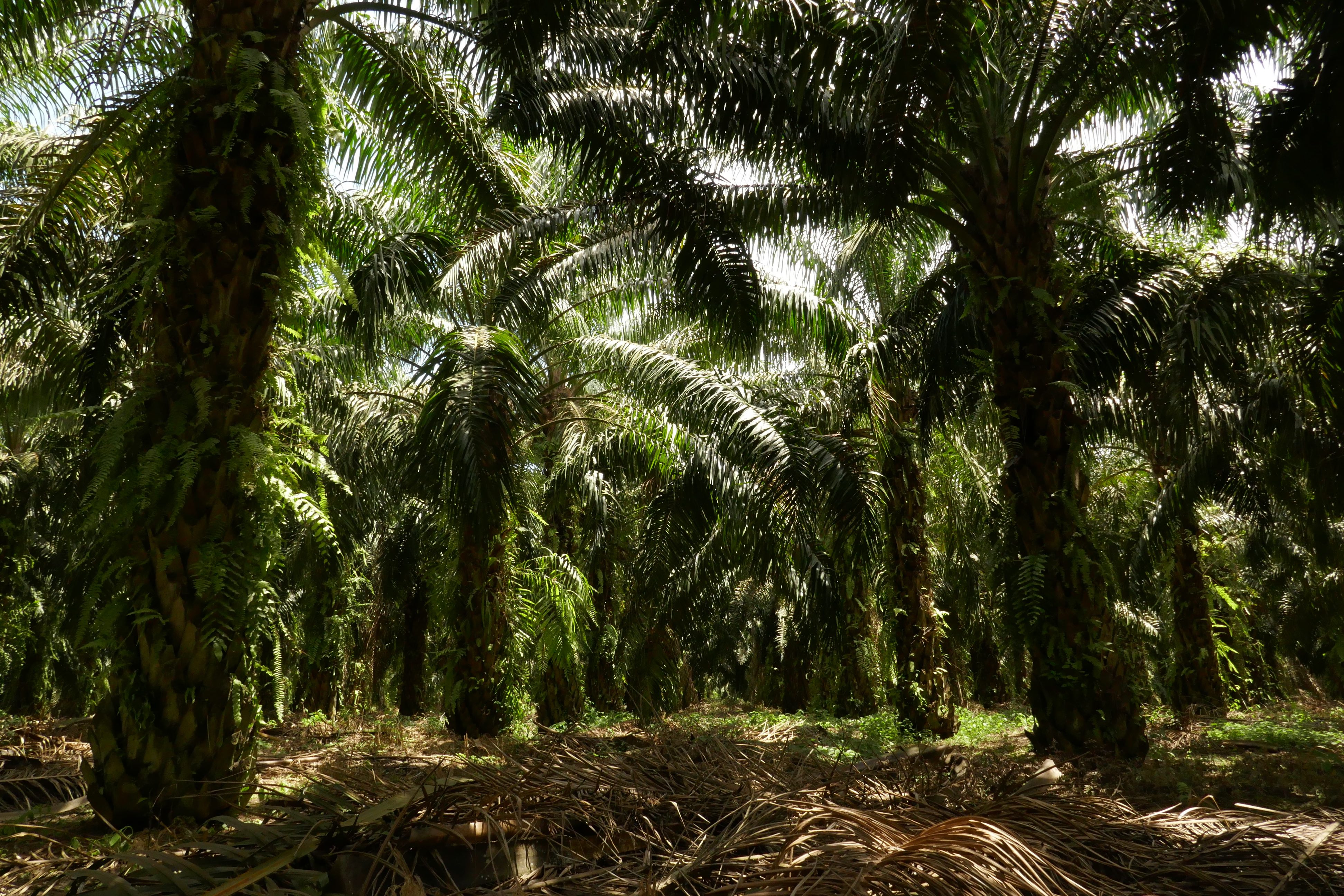 Eine Palmölplantage auf Sumatra
