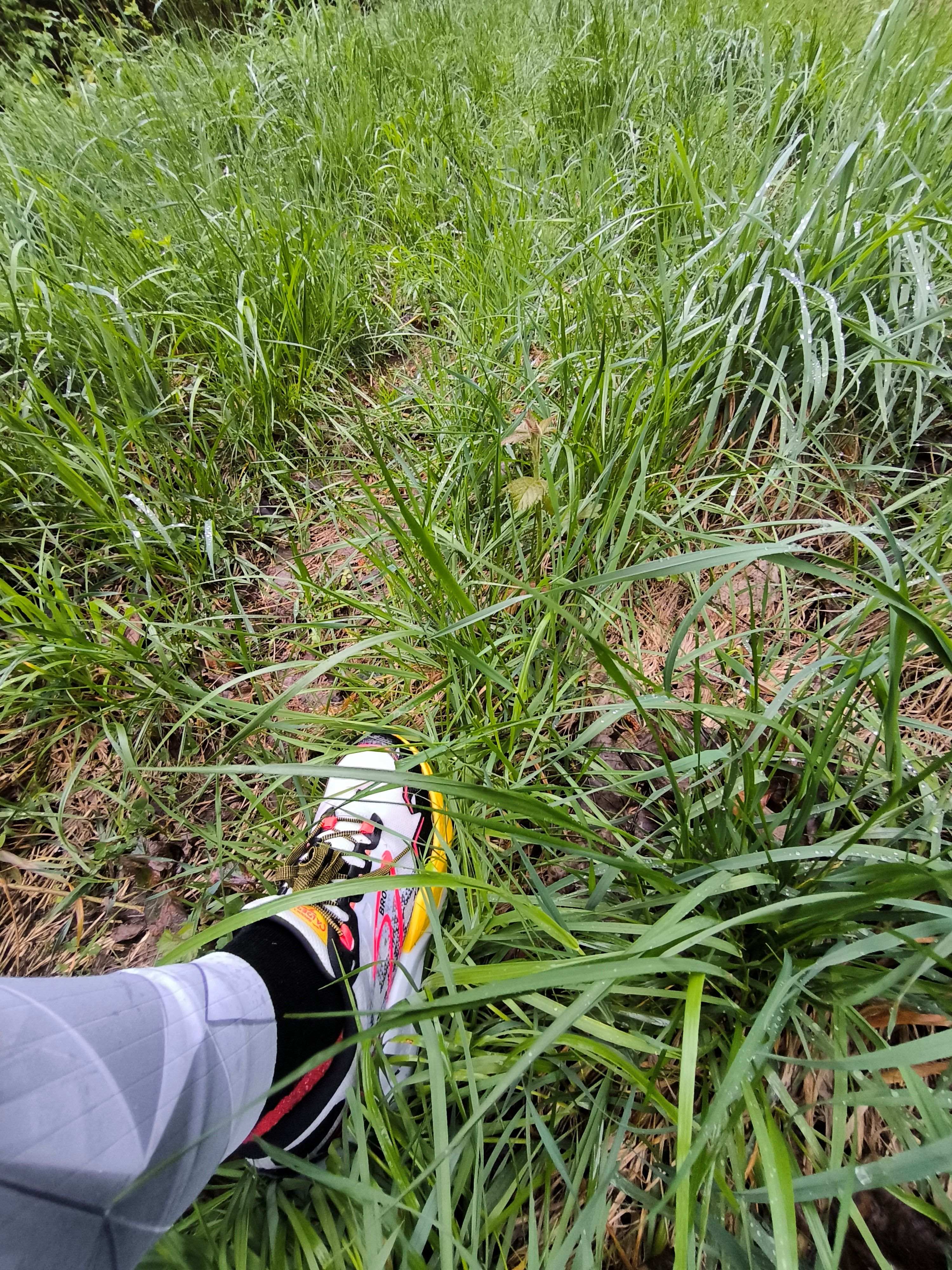 Hohes nasses Gras, Nasse Füße