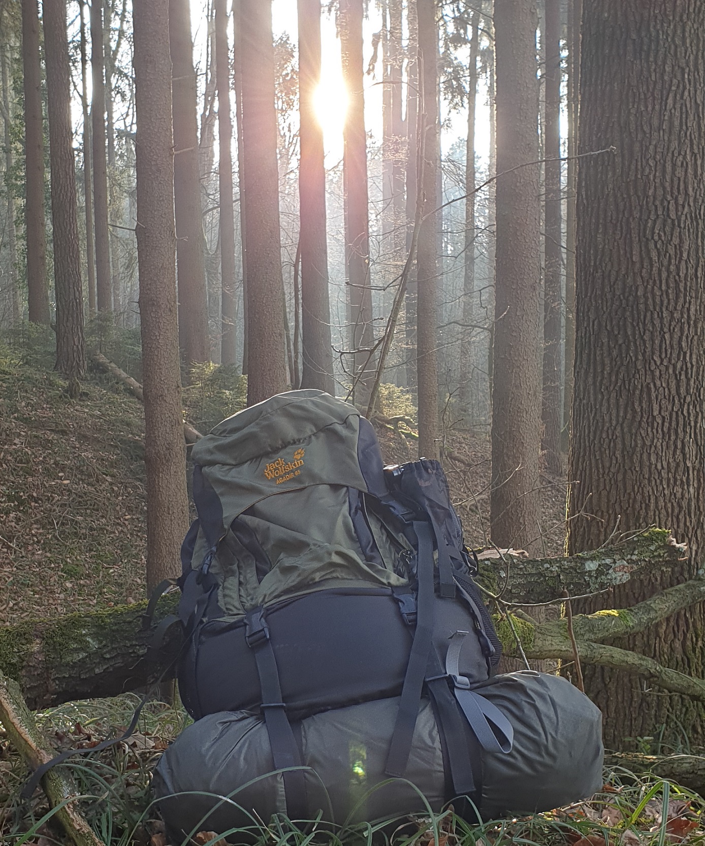 QEEDO Light Birch 3