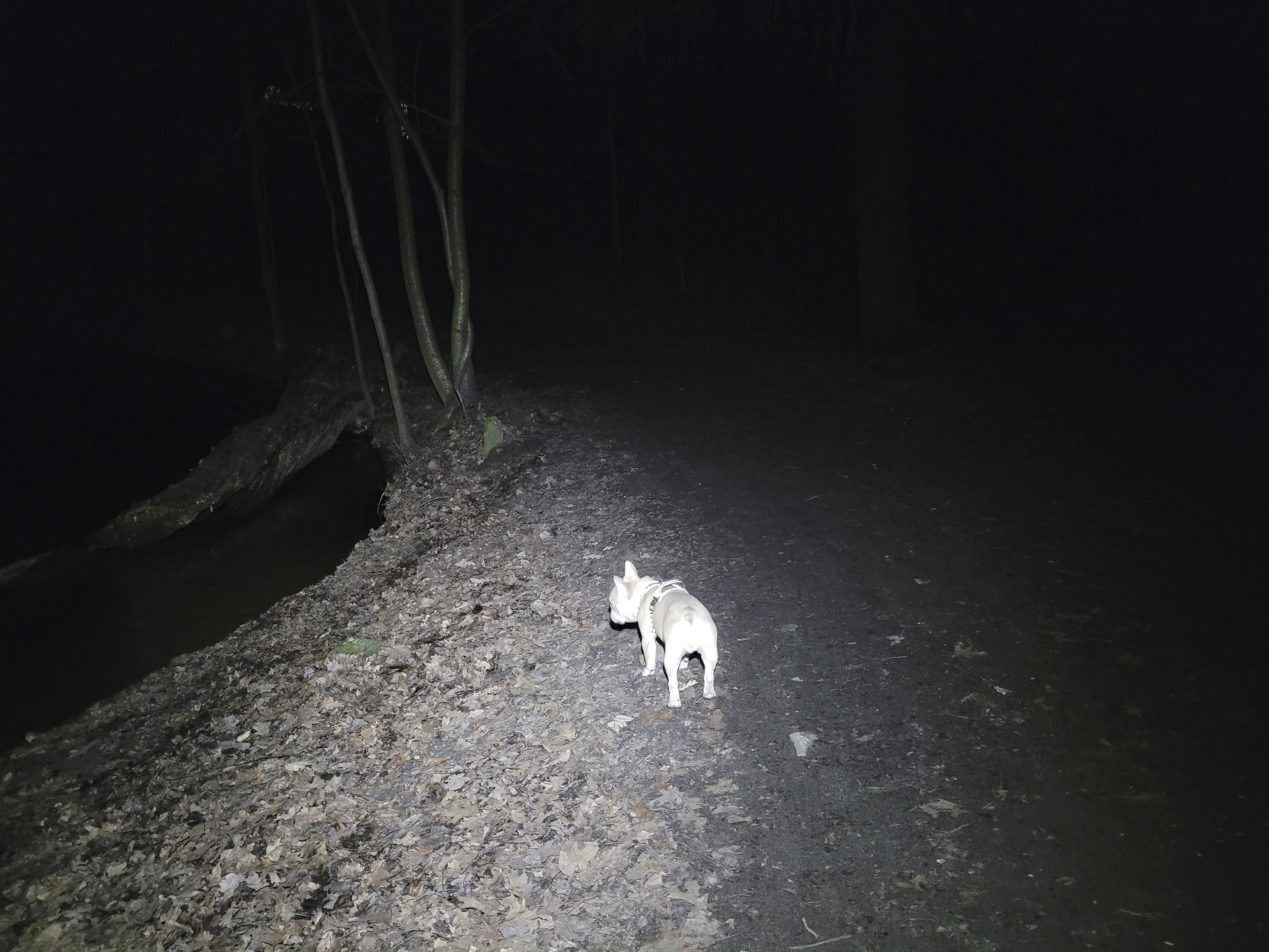 Gut ausgeleuchteter Waldweg mit Hund in der Mitte