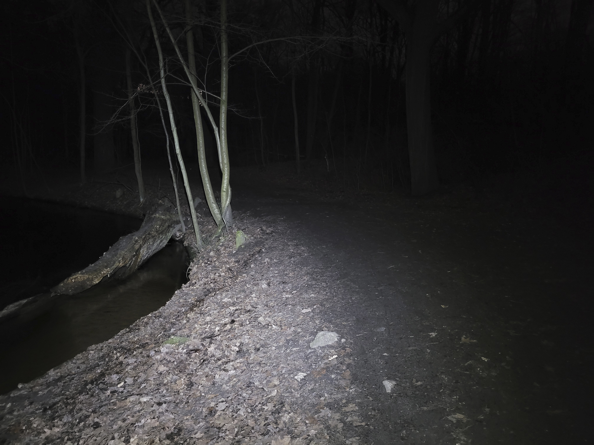 Gut ausgeleuchteter Weg mit etwas mehr Licht auf den weiter entfernten Bäumen