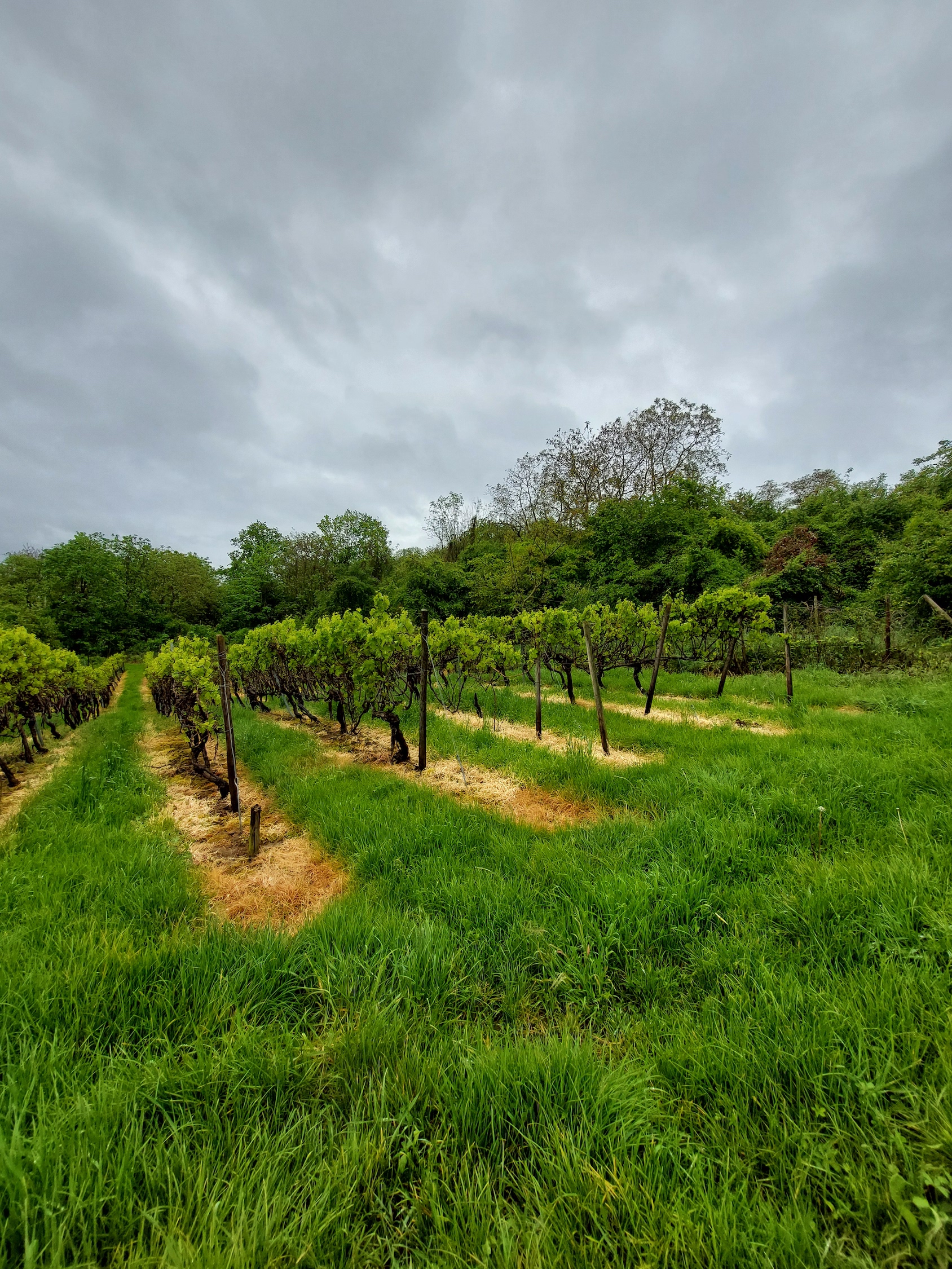 Wein im April