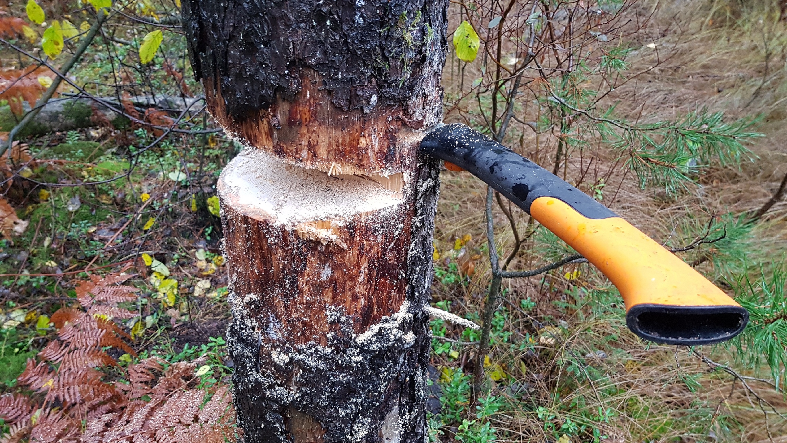 Säge im Baum