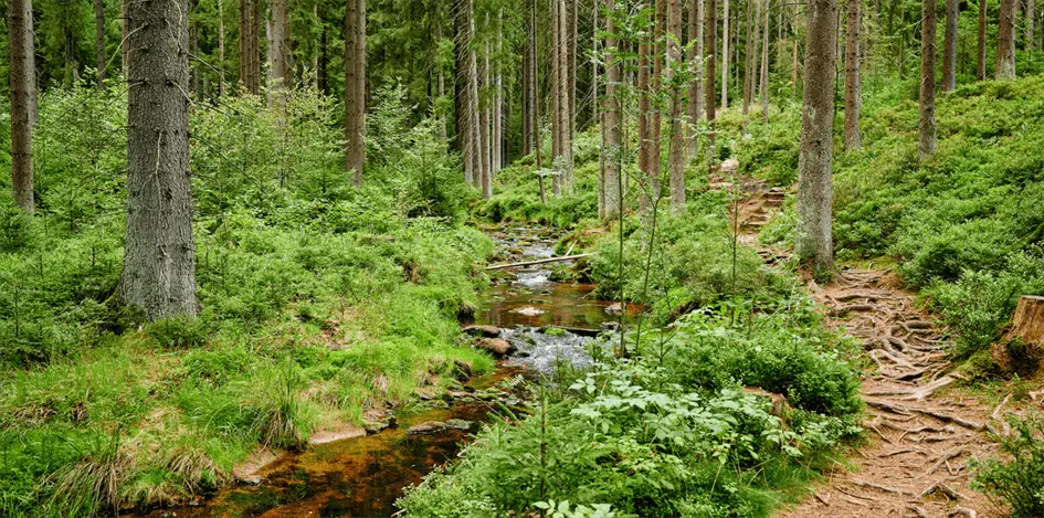 Fichtelgebirge
