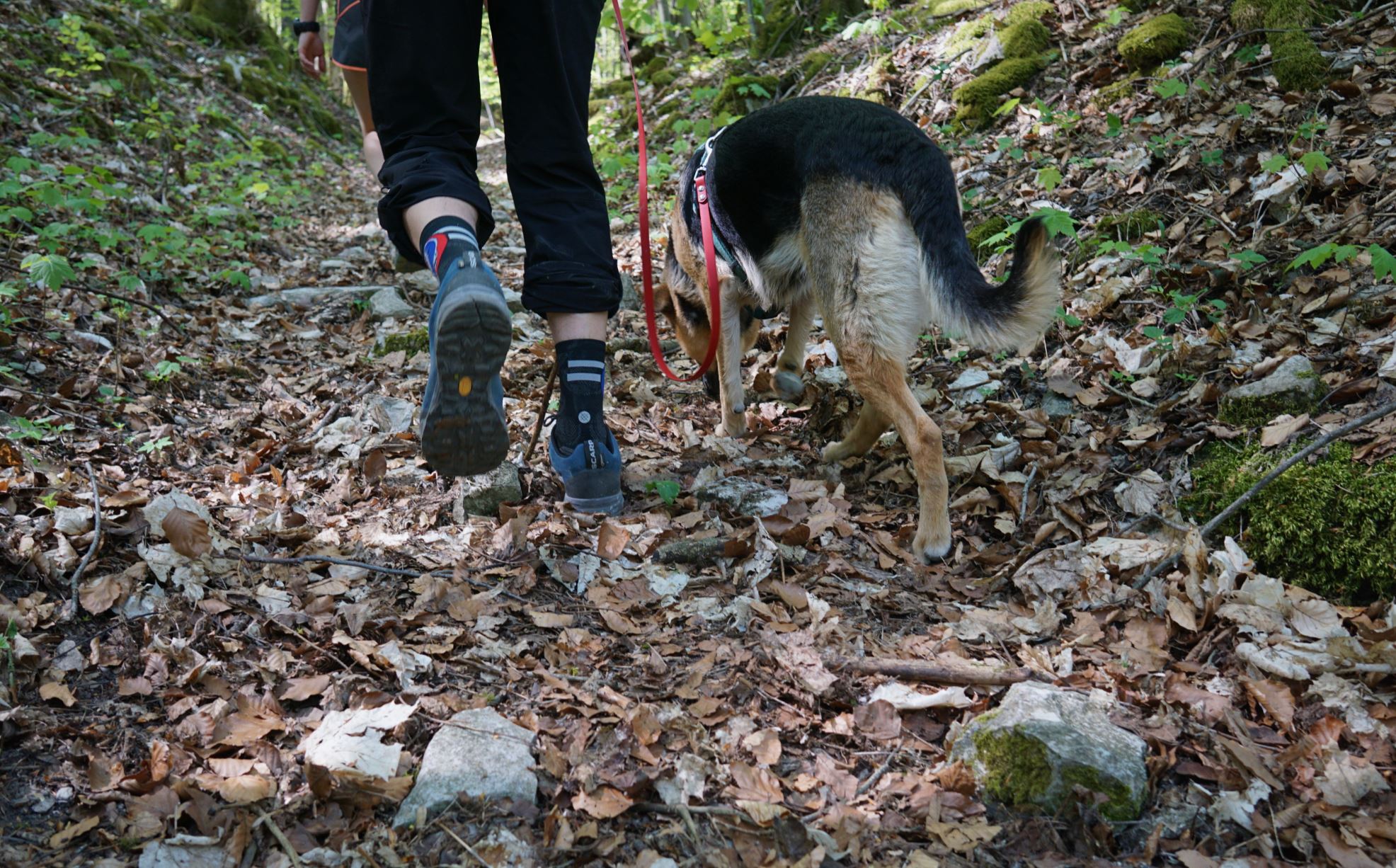 mit Hund wandern