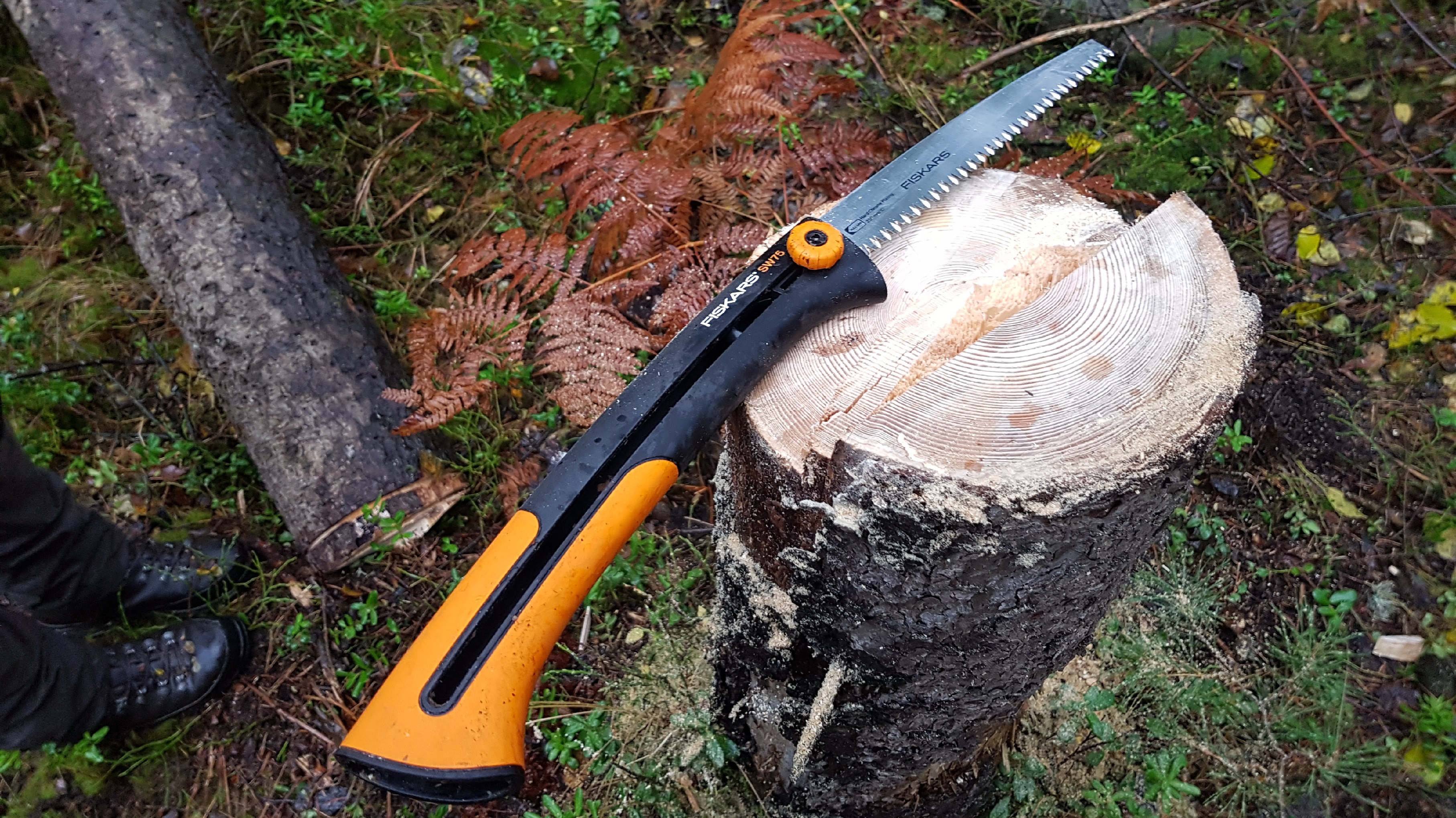 Säge auf gefälltem Baum