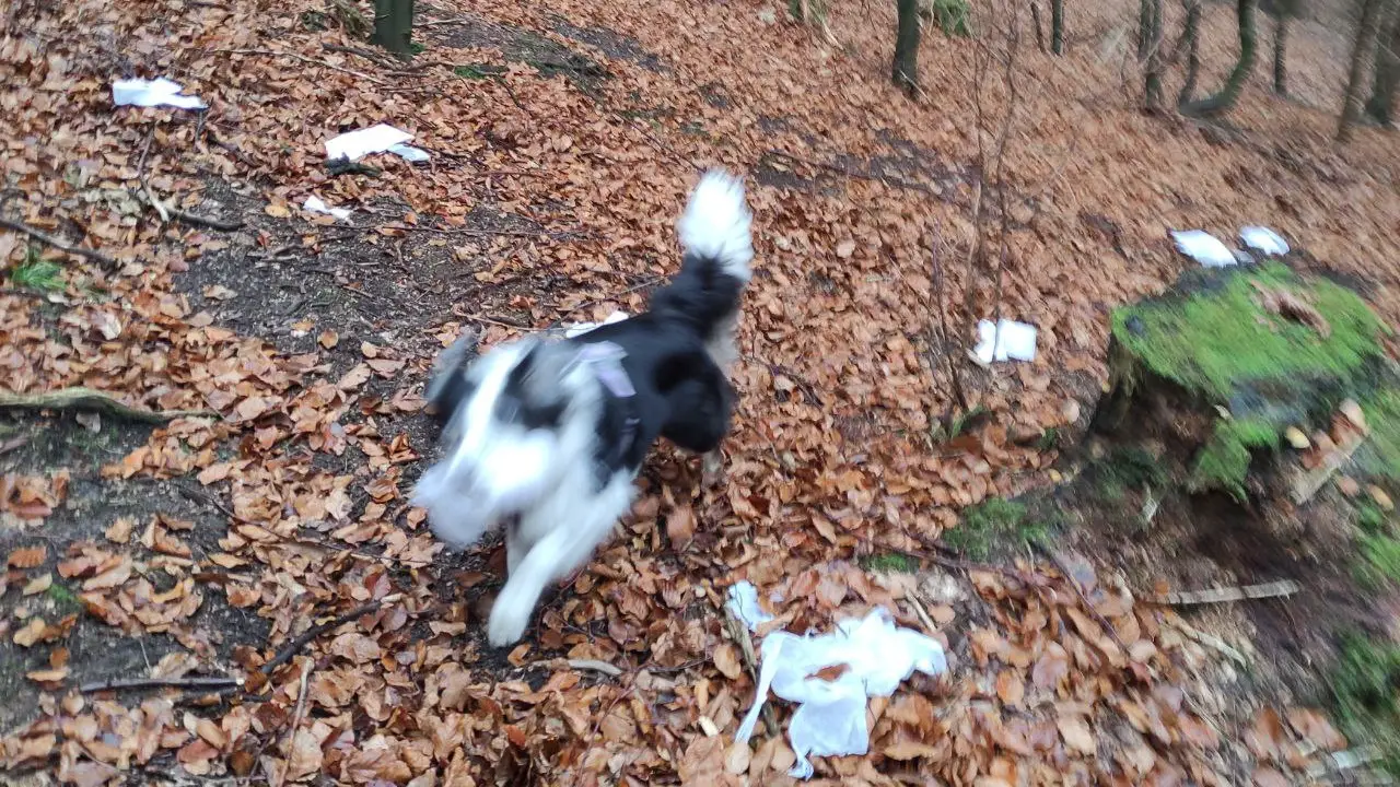 Ebba verteilt Klopapier im Wald