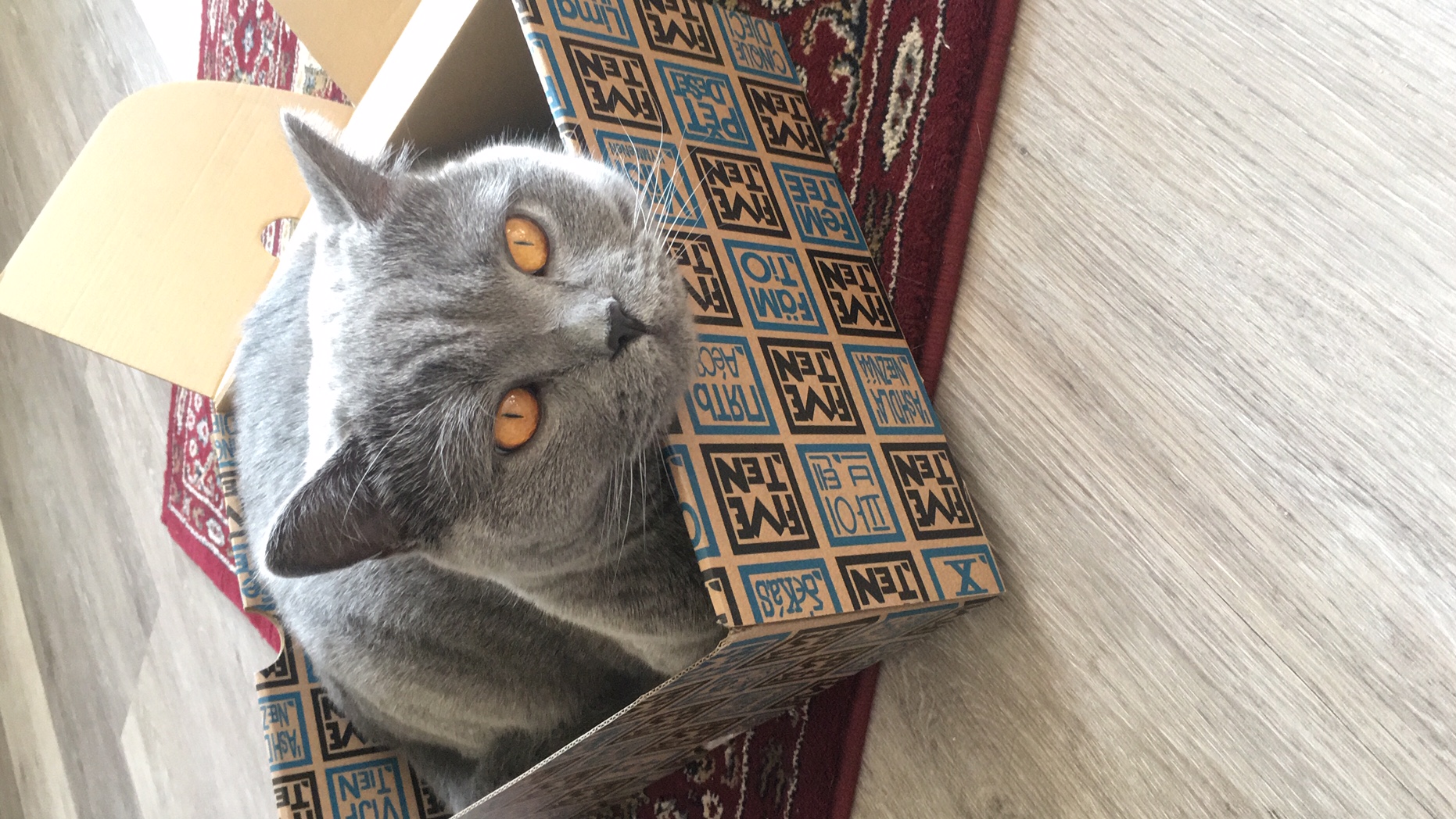 Der Karton als Katzenkörbchen