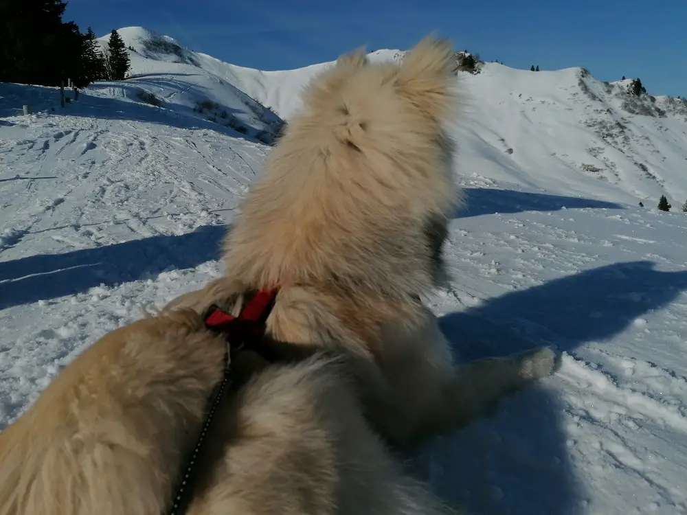 Aufstieg auf das Riedberger Horn