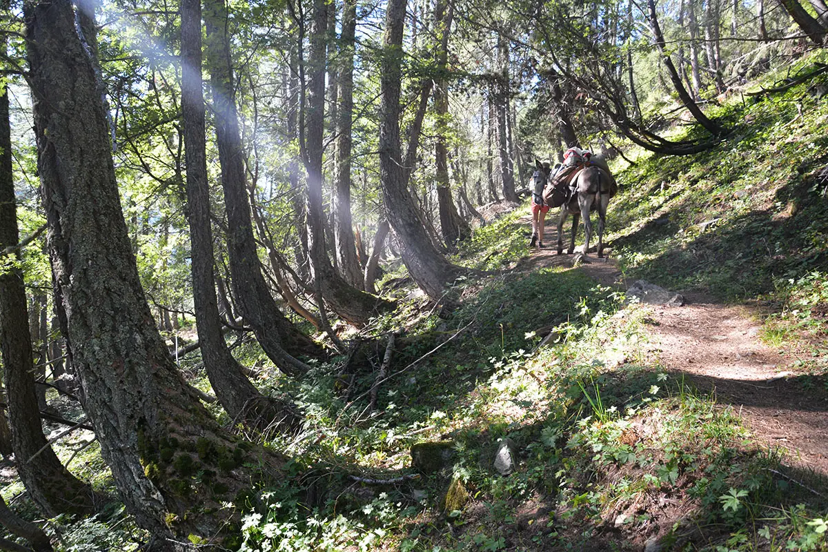 Weitwandern mit Esel -Mercantour-Südfrankreich-Esel Ouzo