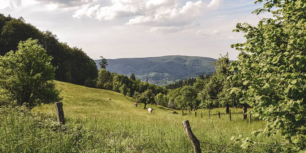 Etappe 2_Schannenbach_ Nibelungensteig _© WFB 
