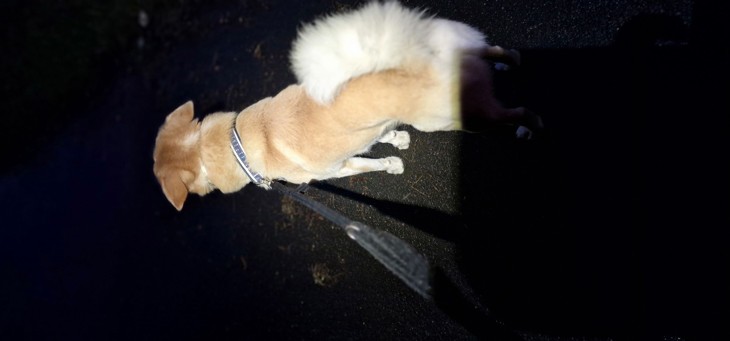 Unterwegs mit Hund. Immer sicher im Blick, dank Batterieanzeige und wechselbarer Stromquelle