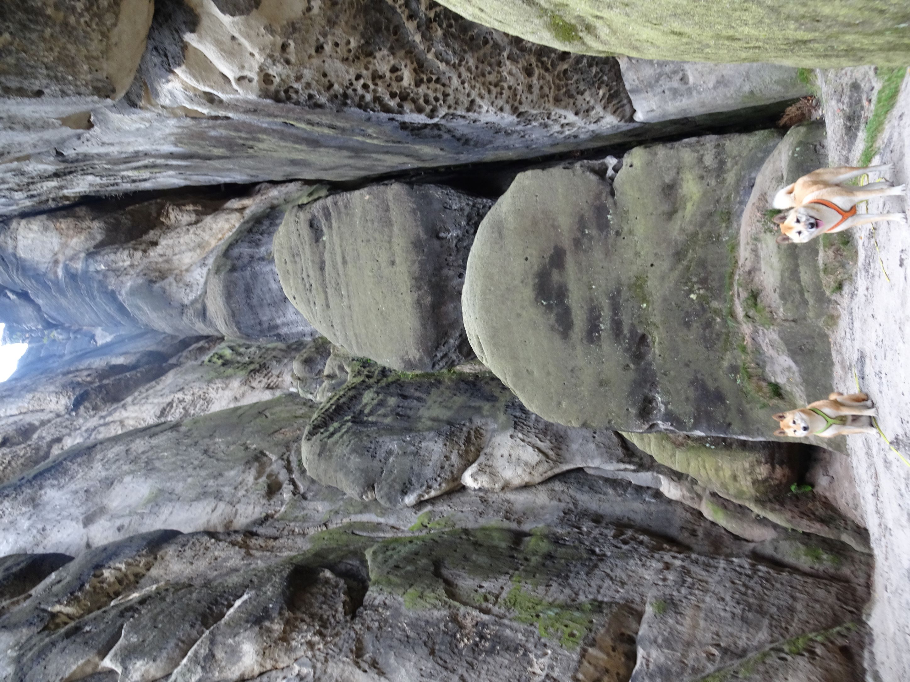 Hunde vor dem Felsen
