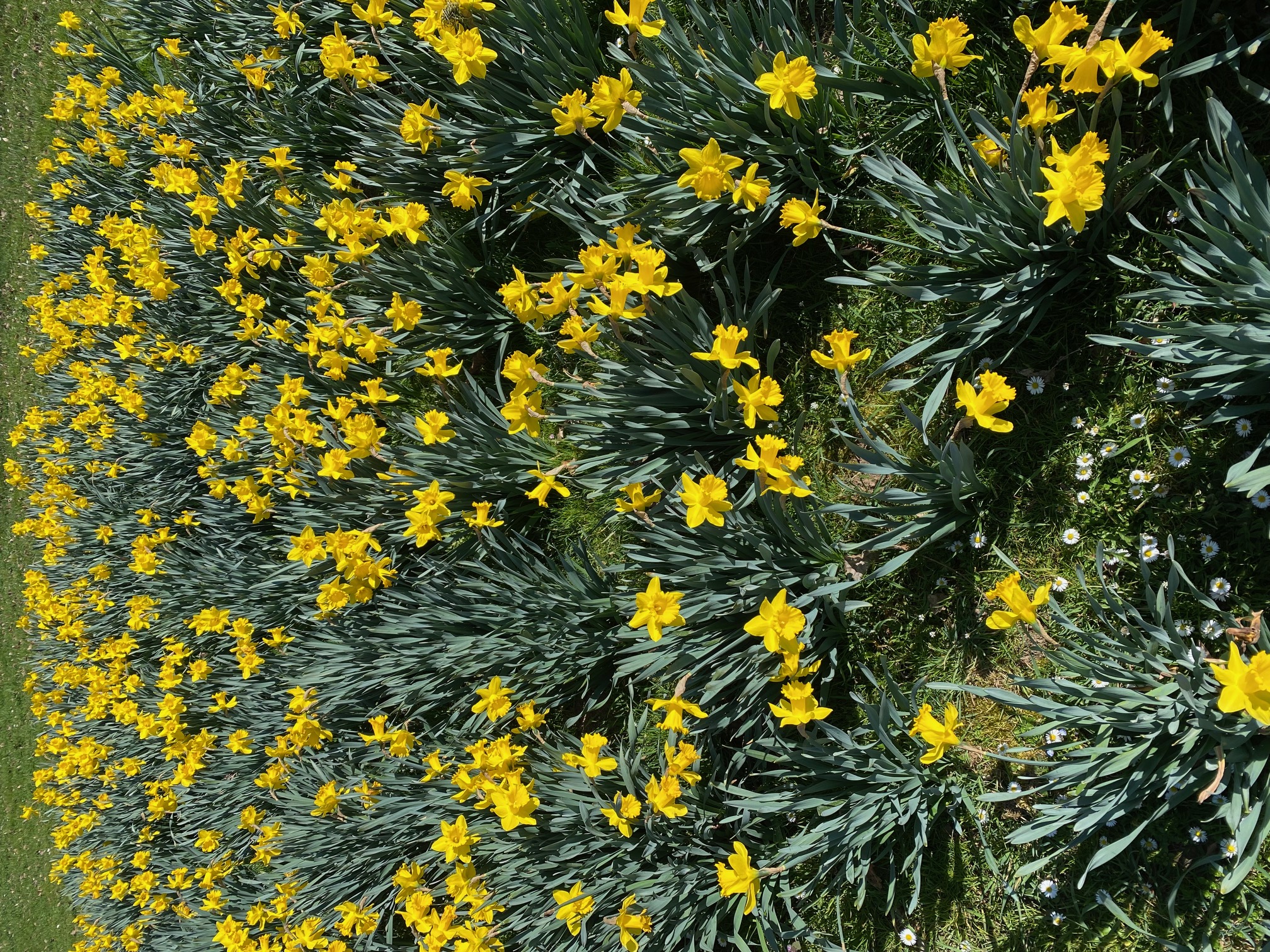 Blumenwiese ohne Brille