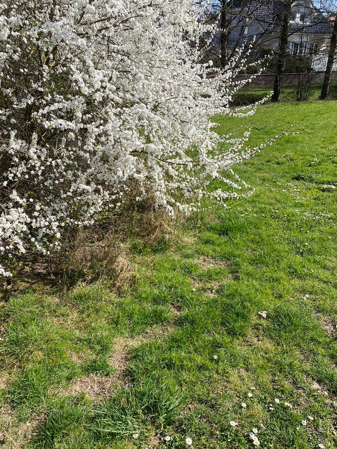 Wiese ohne Brille