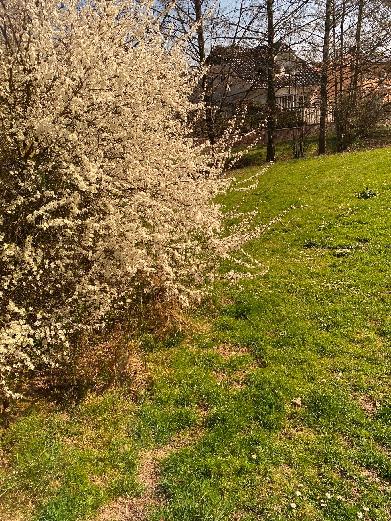 Wiese mit Brille
