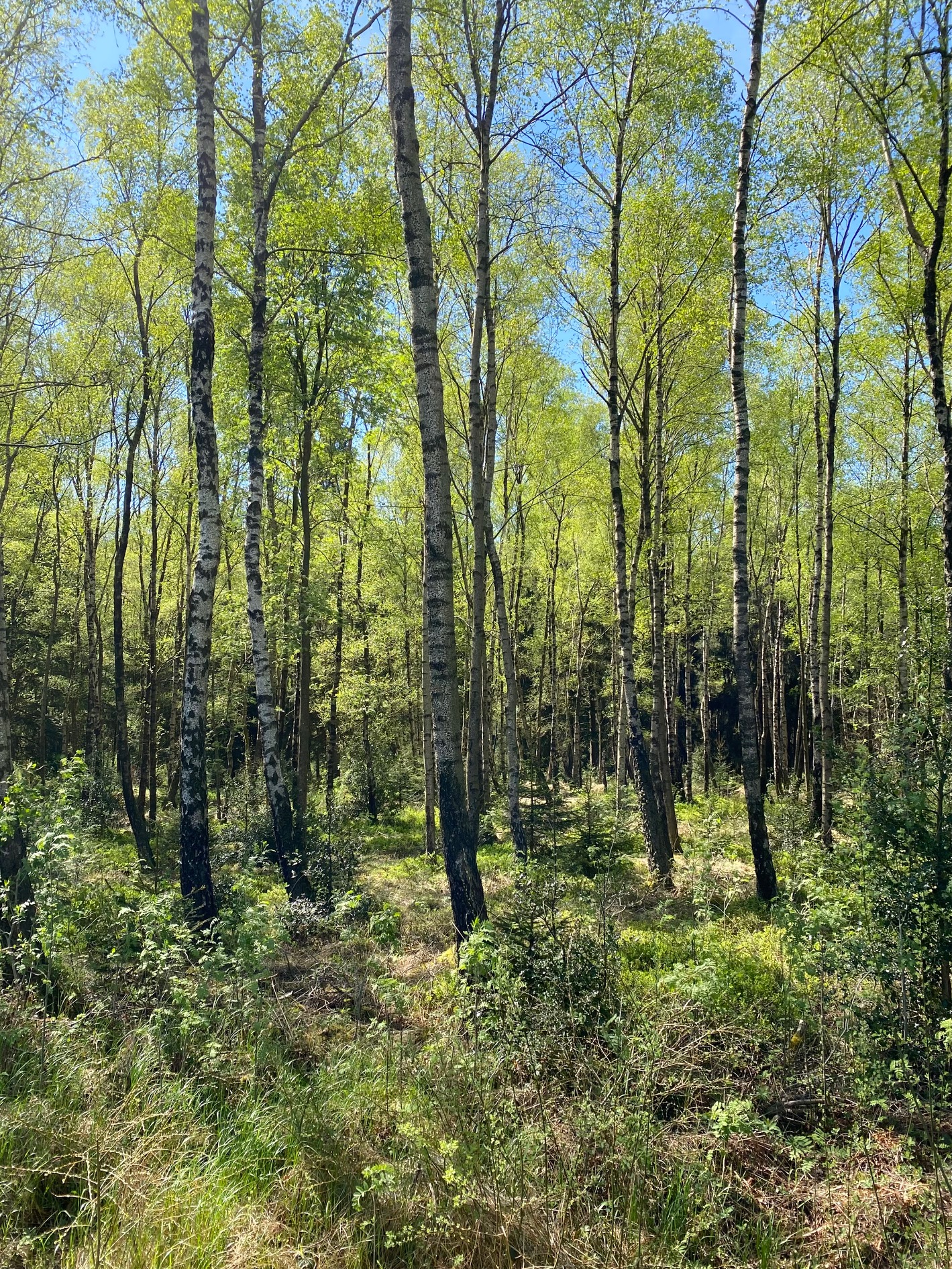 schöner Birkenwald