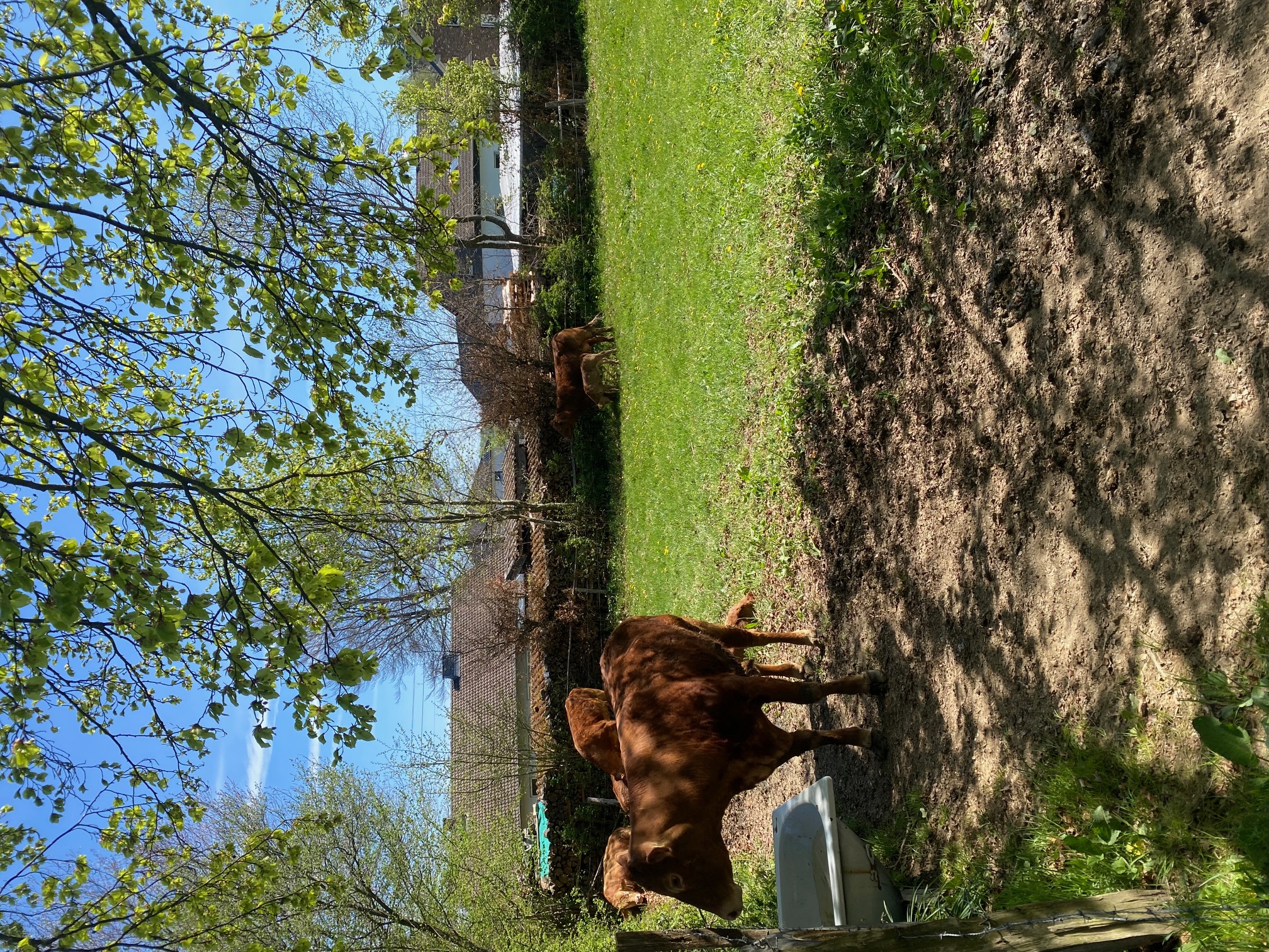 Kühe