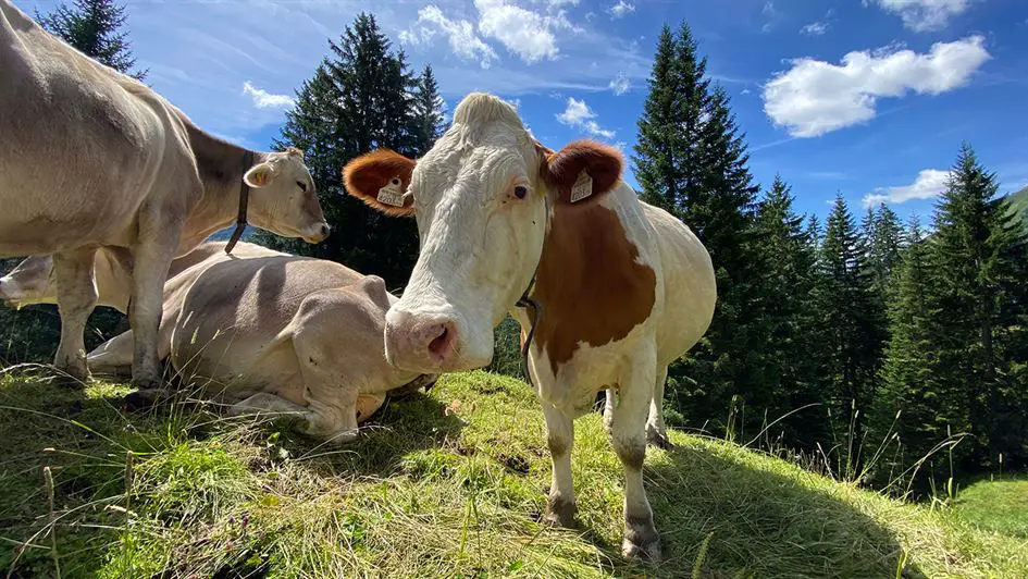 Lechweg Weitwandern