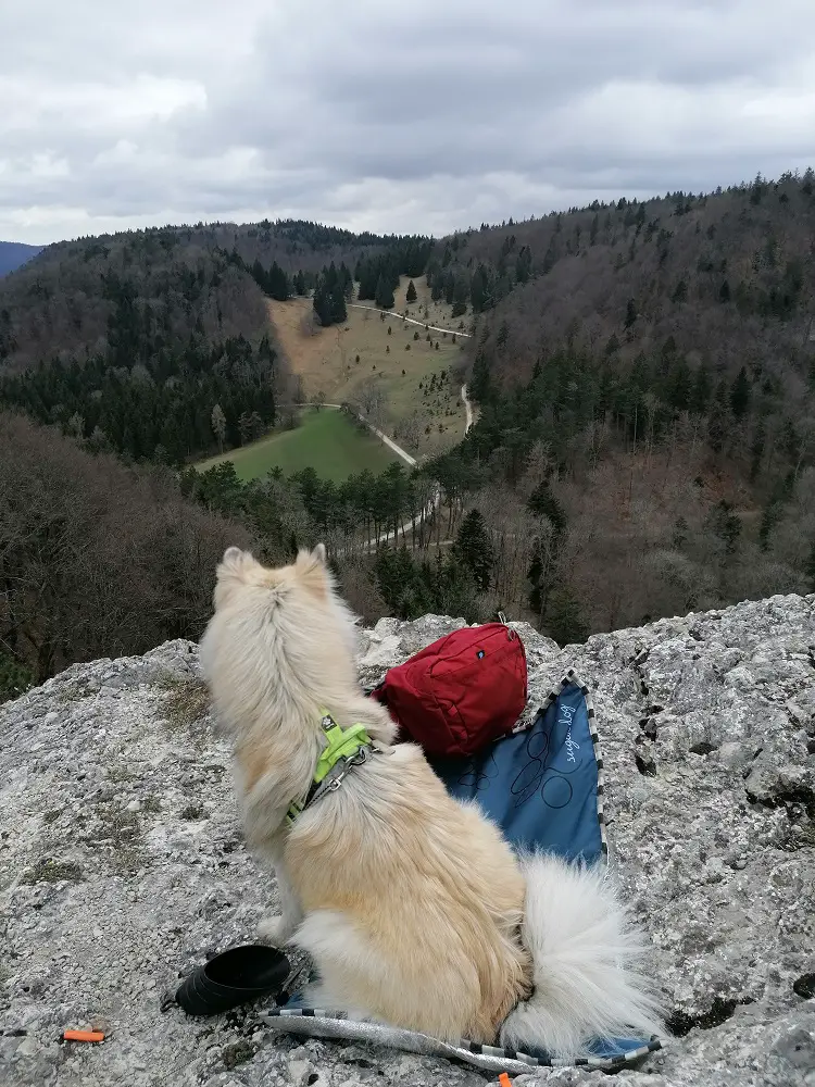 Hund 2