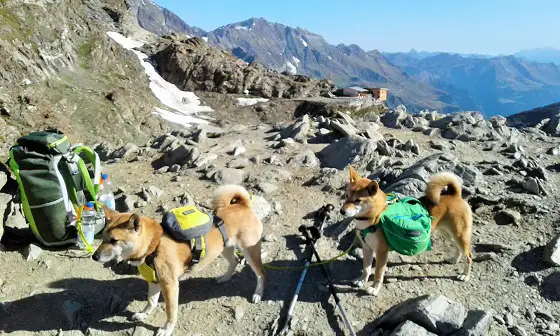Hunde auf dem Meraner Höhenweg