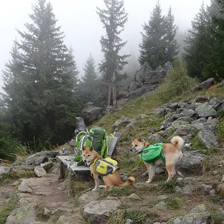 Rast mit Hunden