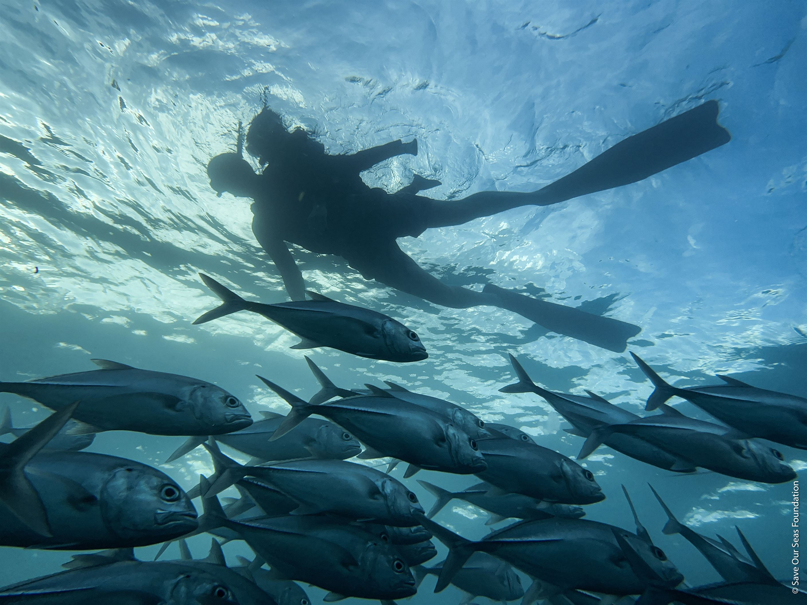 OCEAN FILM TOUR 2024 - OUTSIDEstories