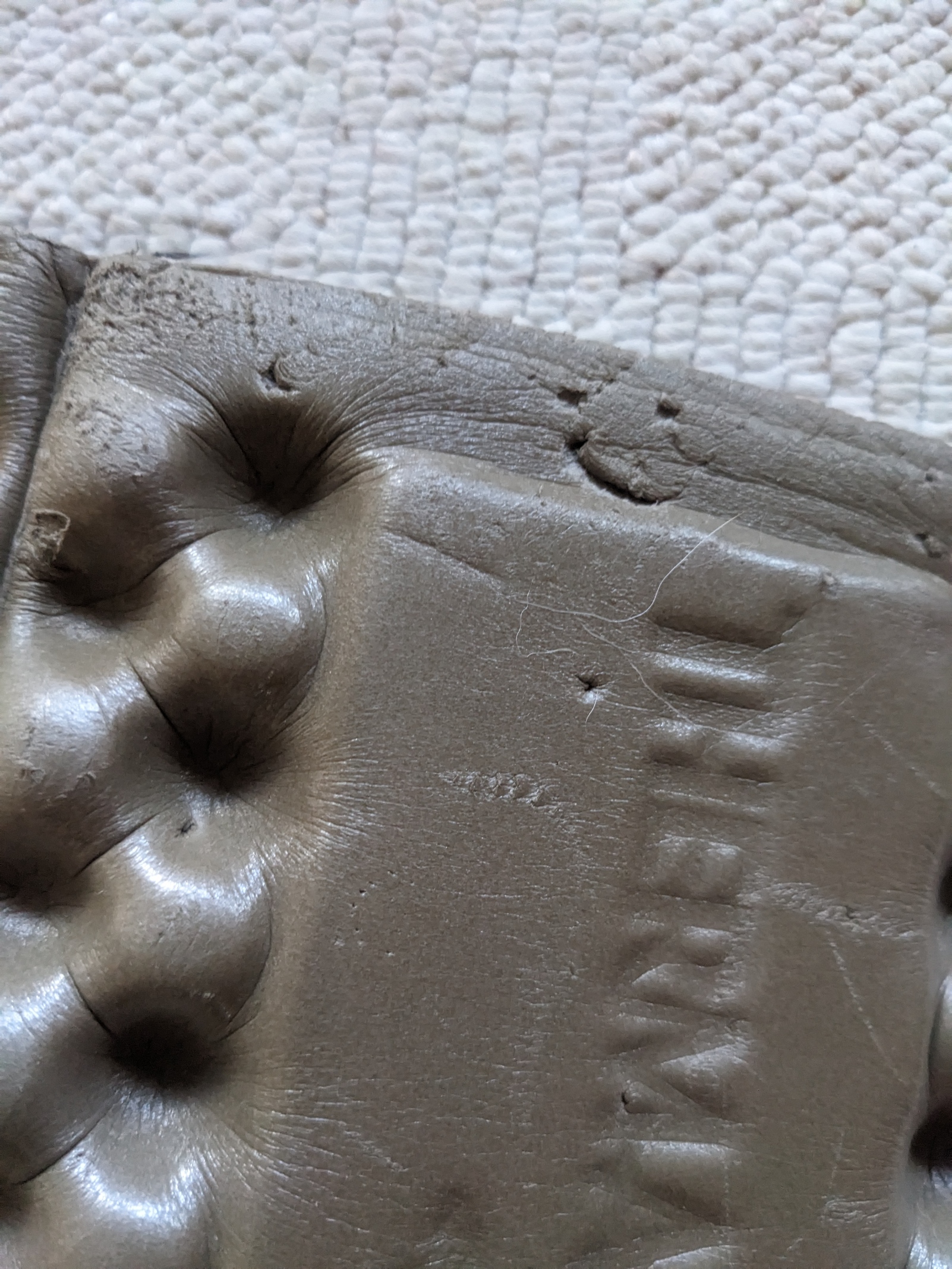Pfotenspuren auf der Matte