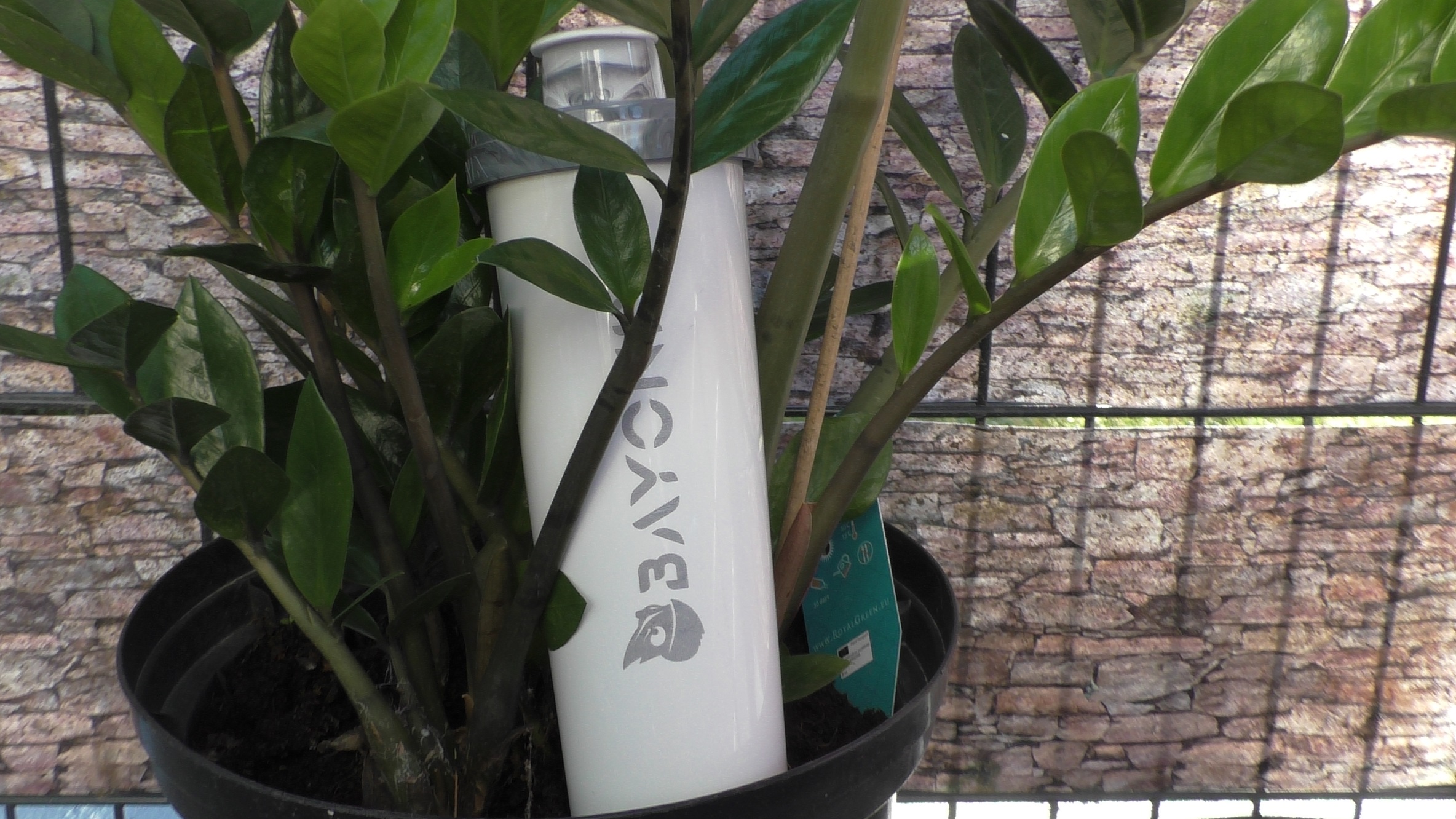 Flasche