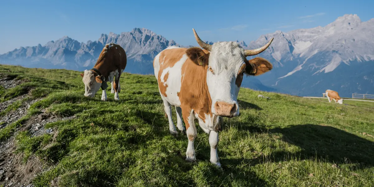 OUTSIDEstories Unterwegs-Tipp: Wandetouren in den Sextner Dolomiten - Kühe am Almwanderweg