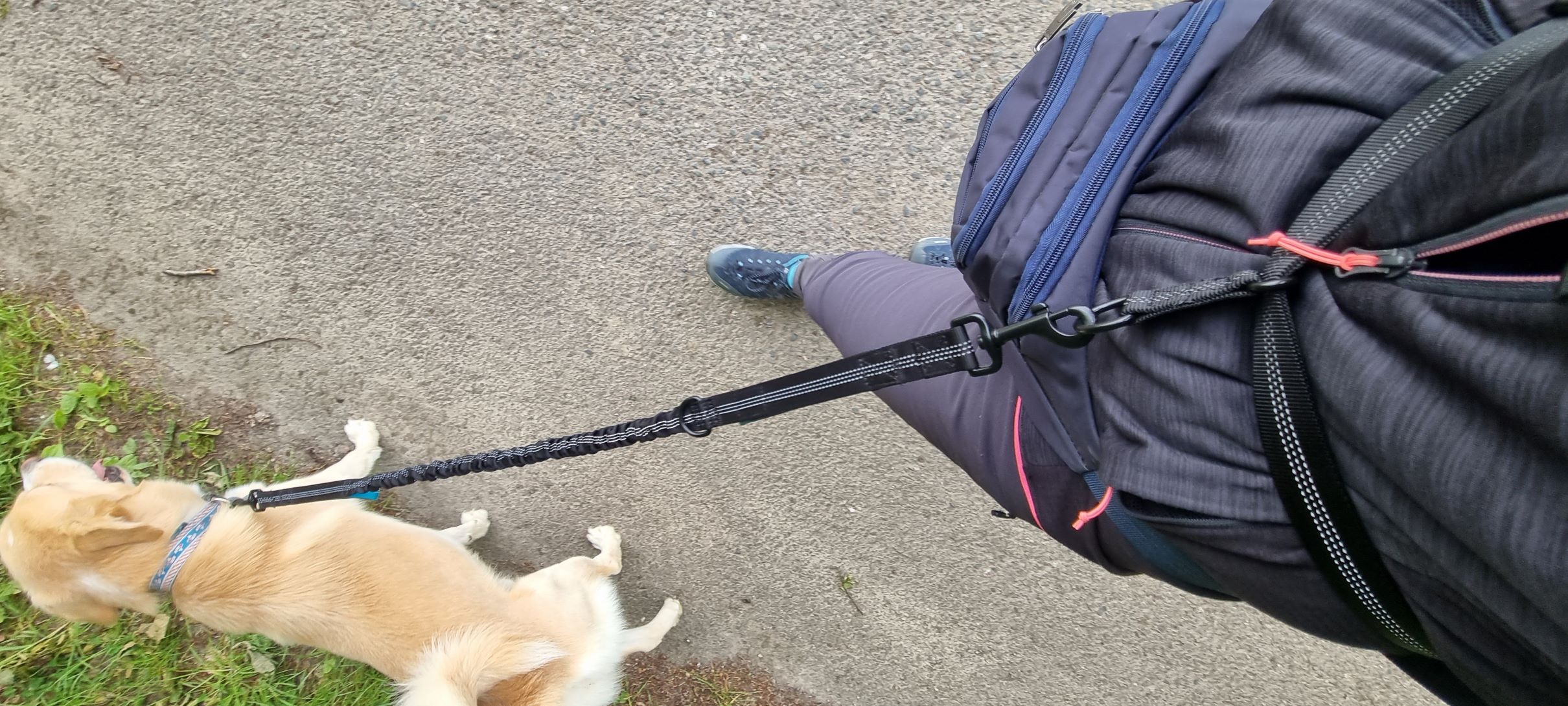 Unterwegs mit Hund