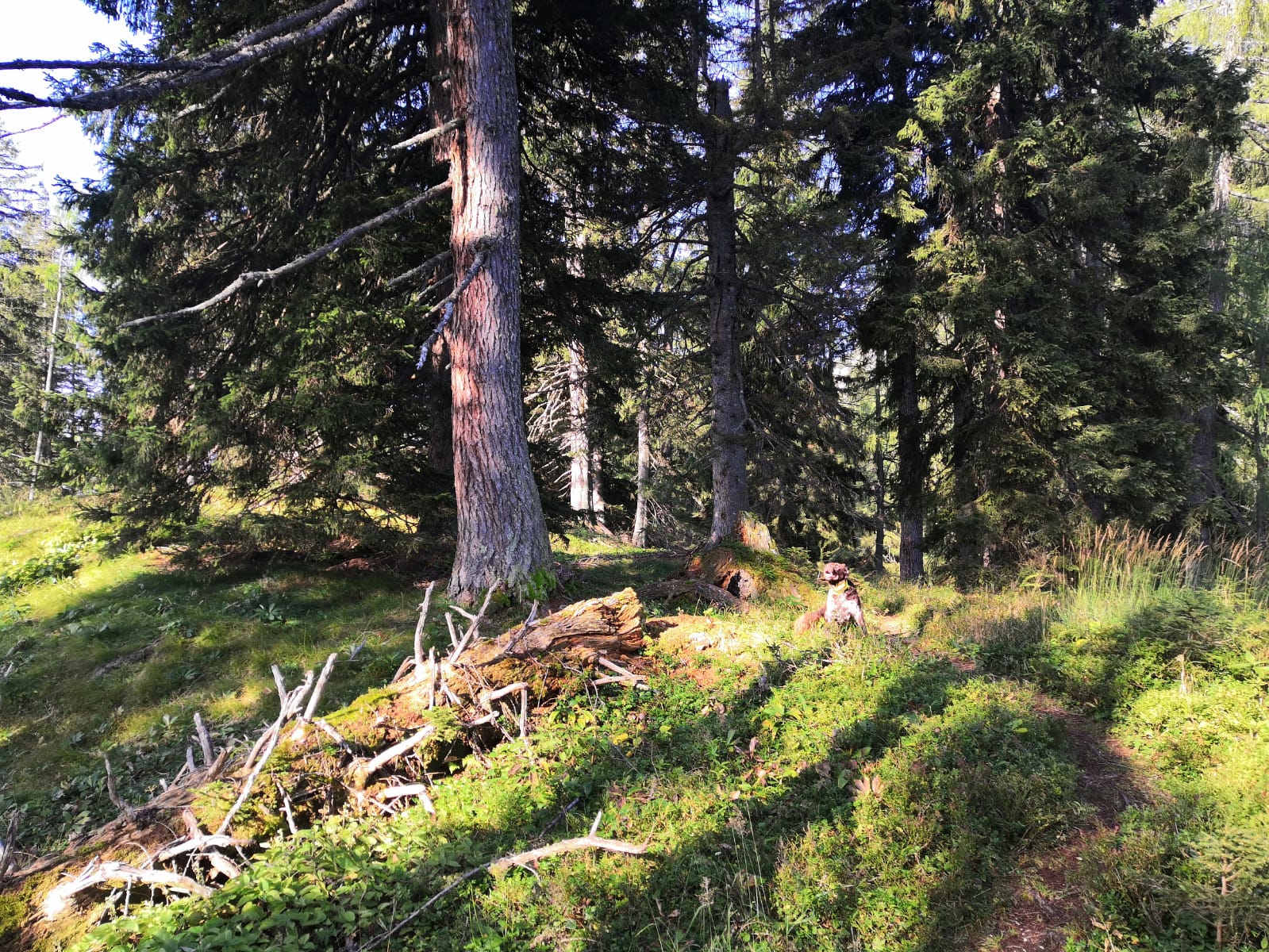 Gleicher zu und Abstieg über Waldweg