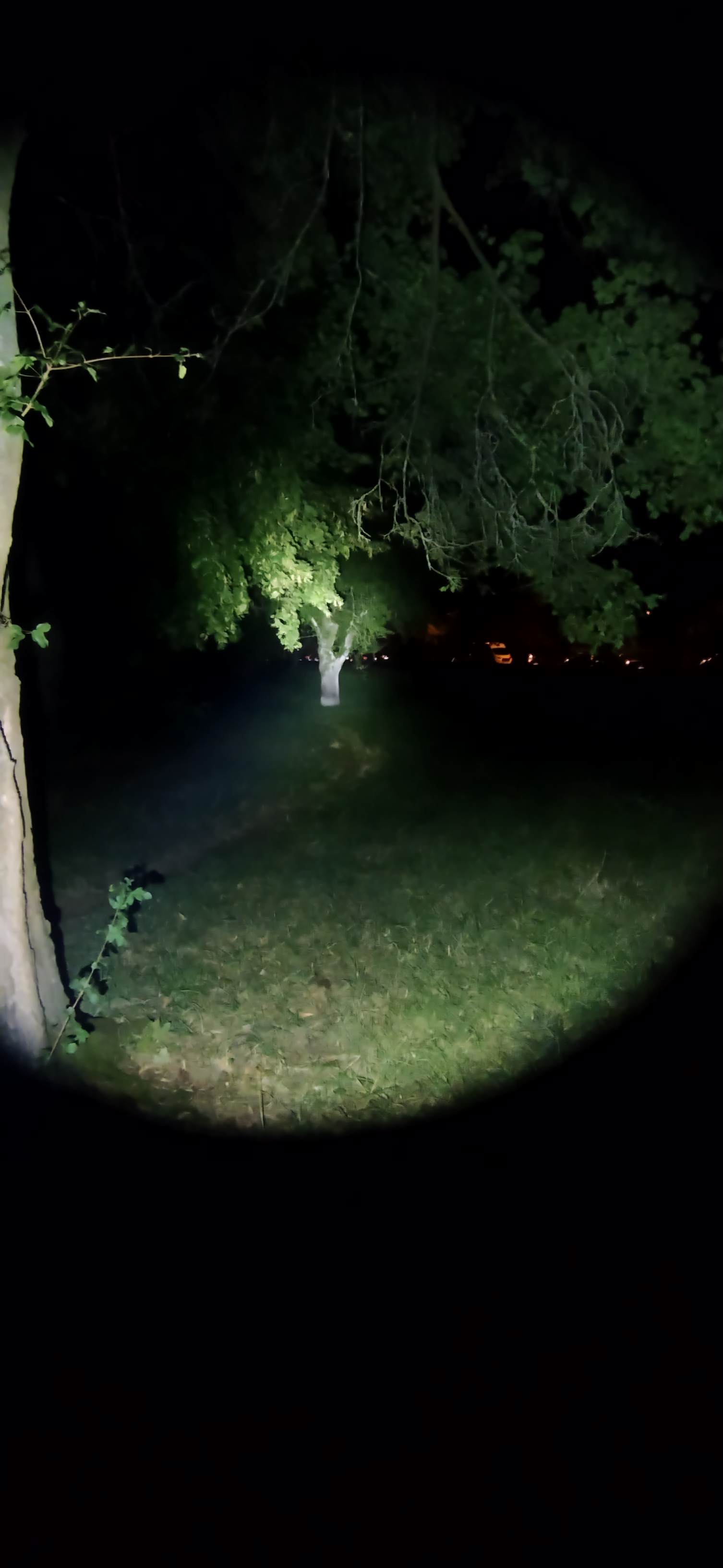 boost bei 25 Meter zum Baum