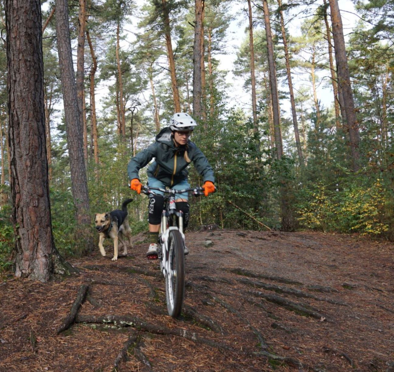 Wurzeltrail