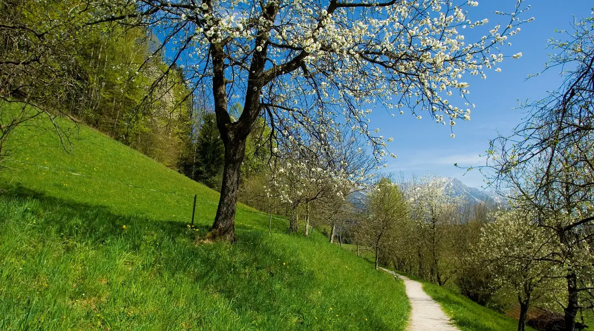Der Sunnseitweg: Schöne einfache Wanderung in der Wilden Kaiser Region
