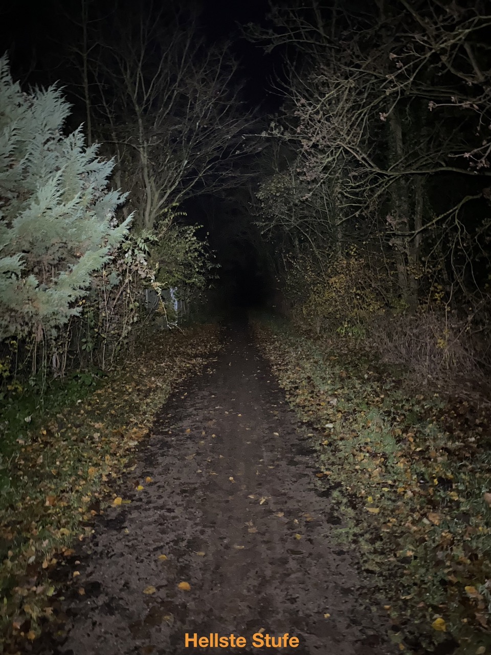Waldweg bei hellster Stufe