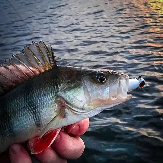 User_went_fishing