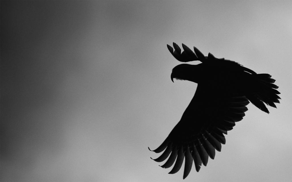 incanus666