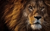lionsoul
